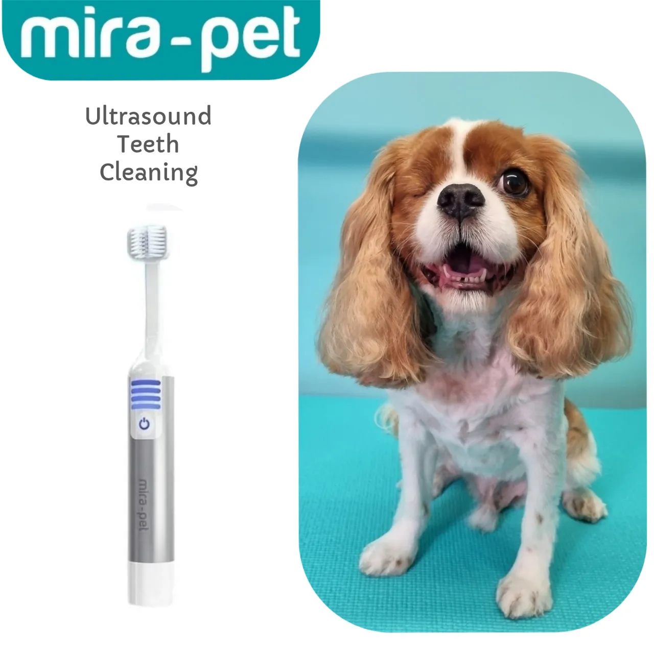 Mira Pet Ultrasound Starter Kit